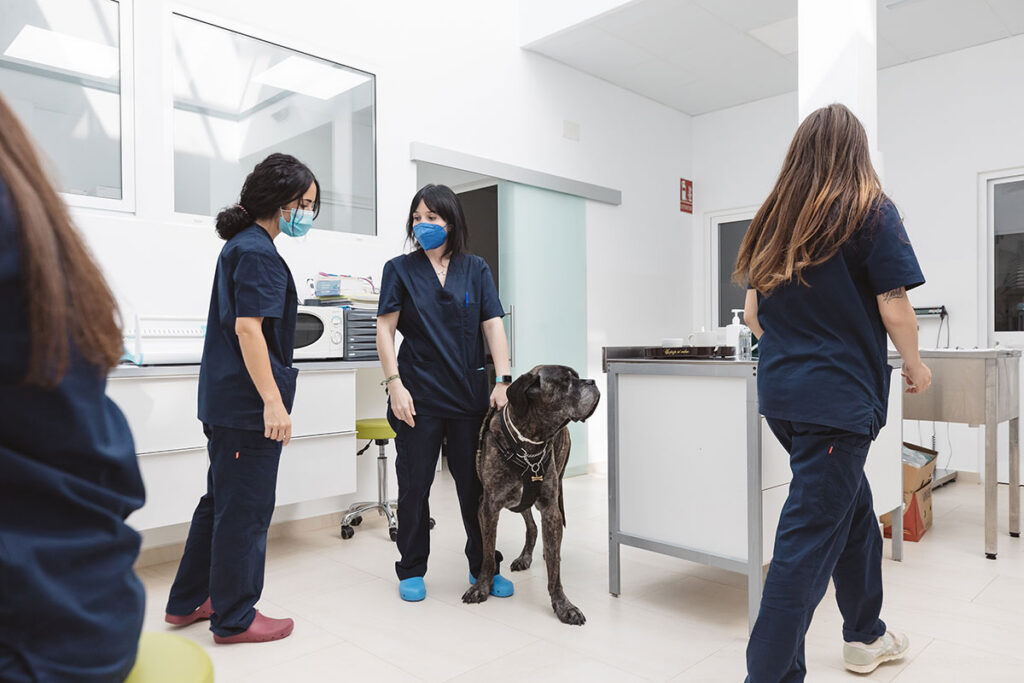 Clinica Veterinaria Europa Tarifa